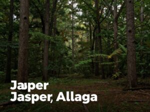 Wooded area where missing child was found in Jasper, Alabama