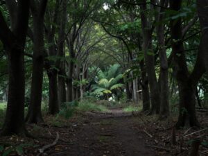 A somber wooded area representing a search site for a missing child.