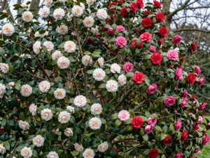 Colorful camellia blooms in Birmingham Botanical Gardens during winter.